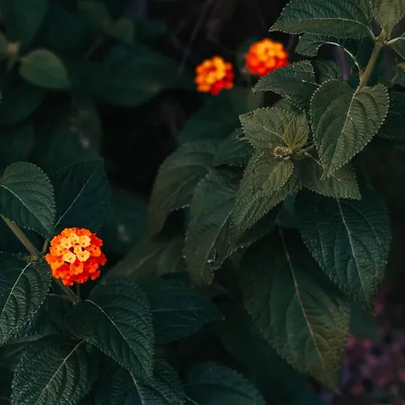 Gasthuis Gio Leo Lesa